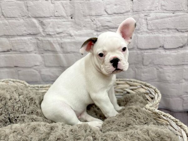 French Bulldog DOG Male White / Fawn 15080 Petland Chillicothe, Ohio