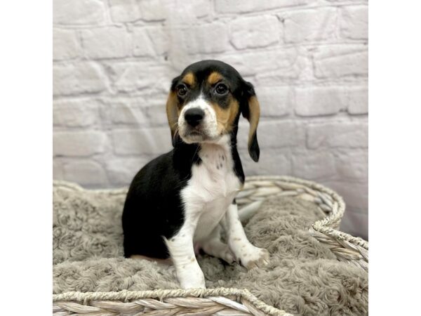 Beagle DOG Female Tri-Colored 15083 Petland Chillicothe, Ohio