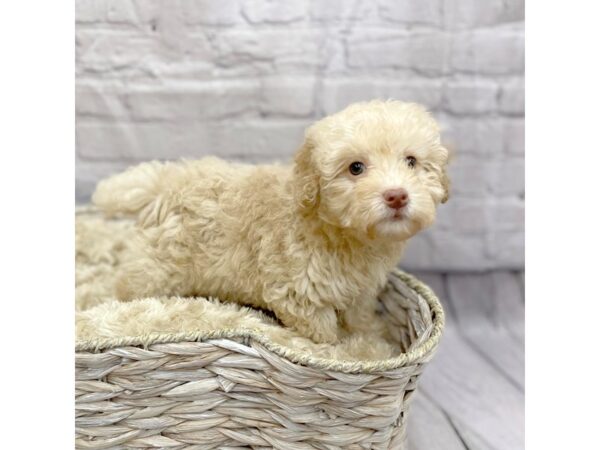 Poodle-DOG-Female-apricot-15085-Petland Chillicothe, Ohio