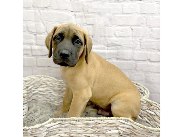 English Mastiff DOG Male Fawn 15087 Petland Chillicothe, Ohio