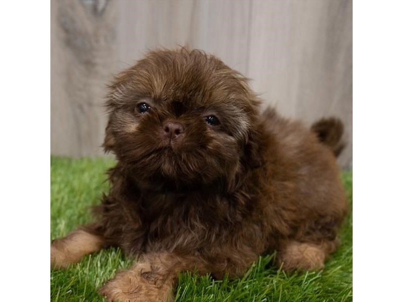Shih tzu girl puppies cheap