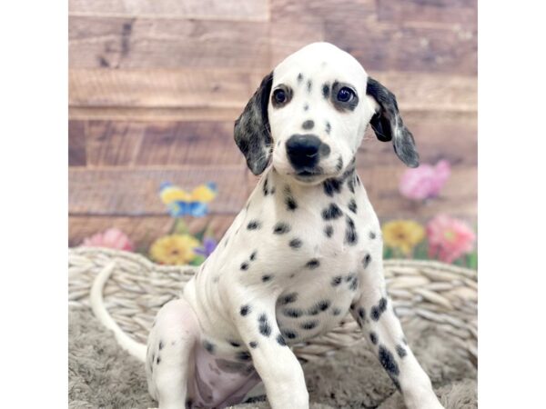 Dalmatian DOG Female 15096 Petland Chillicothe, Ohio