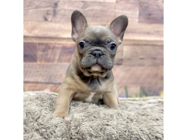 French Bulldog DOG Female Blue Fawn 15095 Petland Chillicothe, Ohio