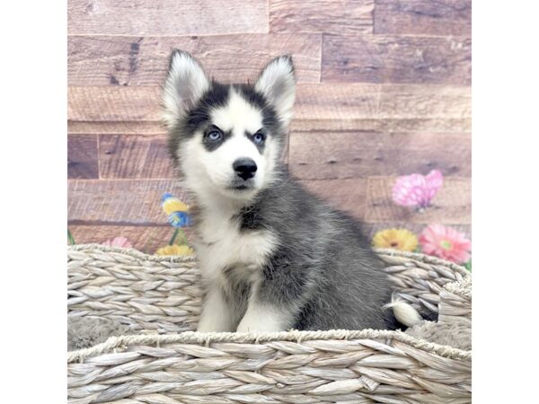 Siberian Husky DOG Female Black / White 15094 Petland Chillicothe, Ohio