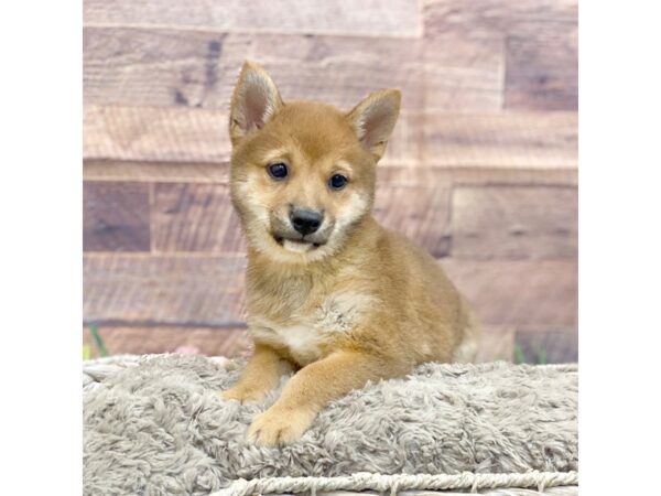 Shiba Inu DOG Male Red Sesame 15093 Petland Chillicothe, Ohio