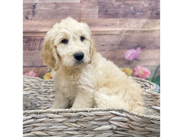 Goldendoodle Puppy Cream ID 15089 Located at Petland Chillicothe Ohio