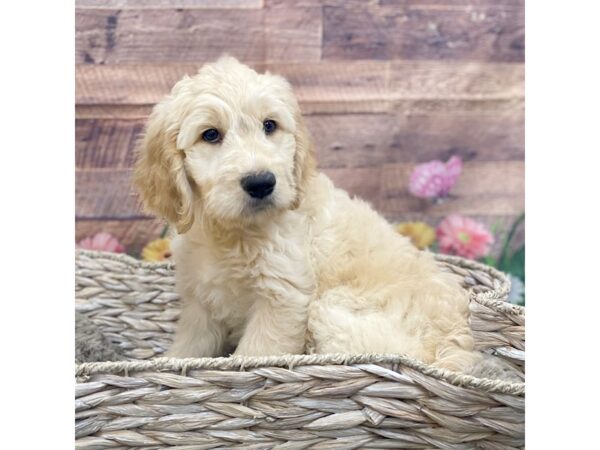 Goldendoodle DOG Female Cream 15089 Petland Chillicothe, Ohio