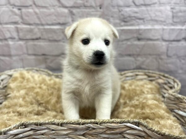 Huskimo-DOG-Male-Cream-15101-Petland Chillicothe, Ohio