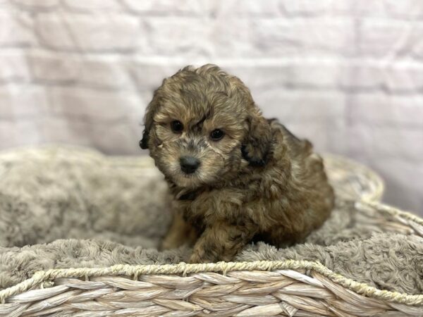 Bernie Doodle DOG Female merle 15102 Petland Chillicothe, Ohio