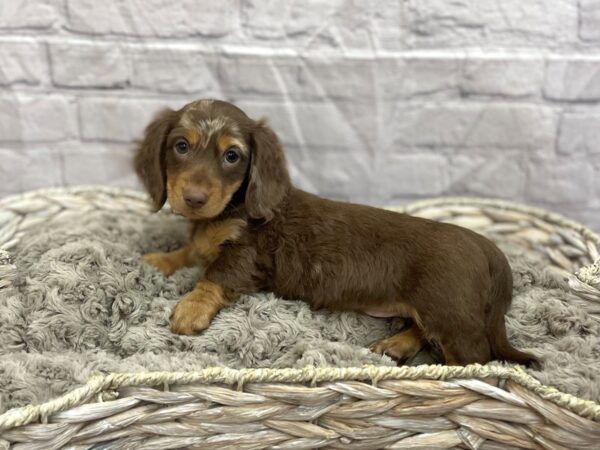 Dachshund DOG Male Chocolate / Tan 15103 Petland Chillicothe, Ohio