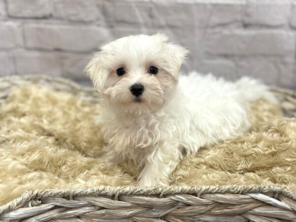 Maltese DOG Female White 15105 Petland Chillicothe, Ohio