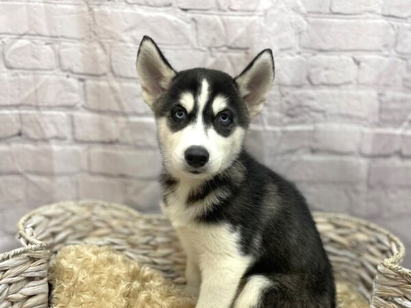 Siberian Husky DOG Male Black / White 15106 Petland Chillicothe, Ohio