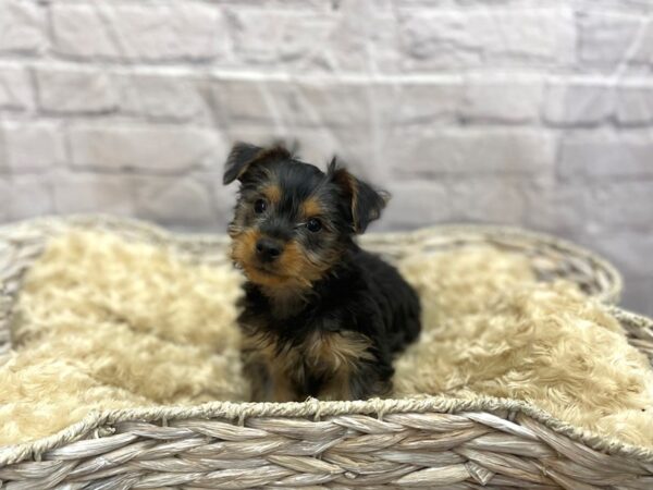 Silky Terrier DOG Male Black / Tan 15107 Petland Chillicothe, Ohio