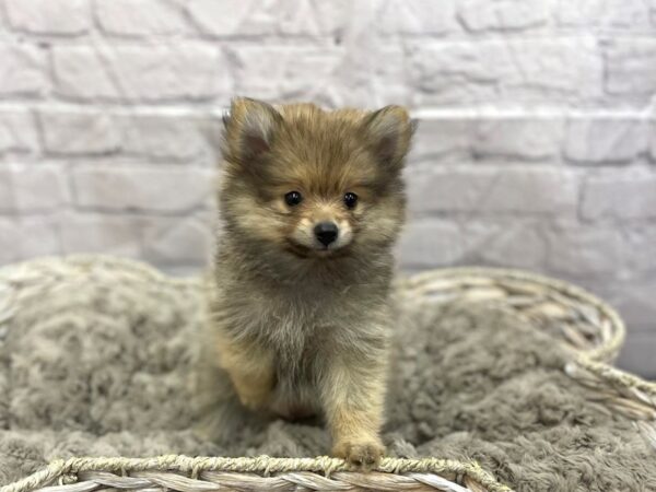 Pomeranian DOG Male Sable 15108 Petland Chillicothe, Ohio