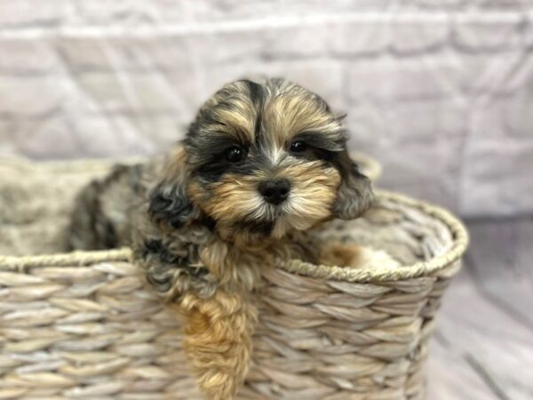 Poodle/Shih Tzu DOG Male Blue Merle 15110 Petland Chillicothe, Ohio