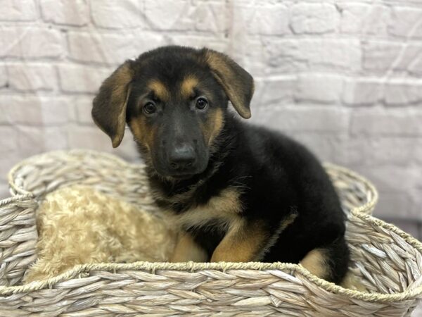 German Shepherd DOG Male Black & Tan 15111 Petland Chillicothe, Ohio