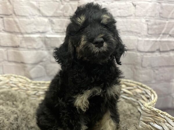 F2 ST Goldendoodle-DOG-Male-Black & Tan-15112-Petland Chillicothe, Ohio
