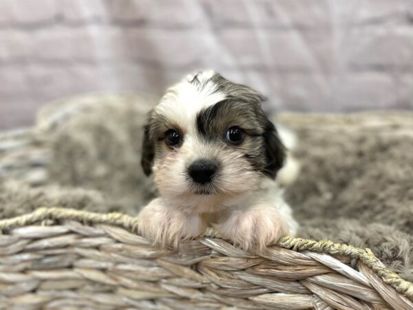 Teddy Bear DOG Male Brown and White 15117 Petland Chillicothe, Ohio