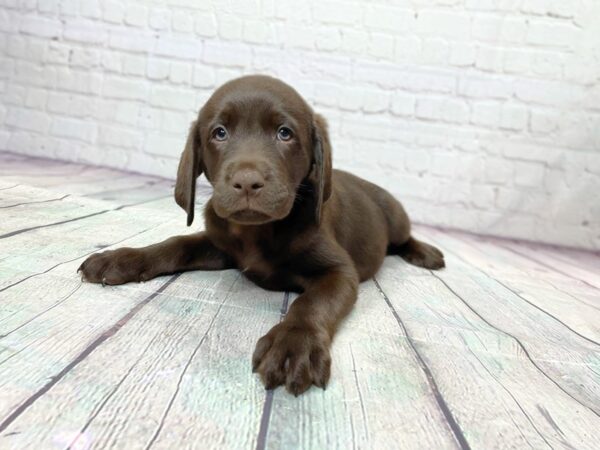 Labrador Retriever DOG Female Chocolate Petland Chillicothe, Ohio