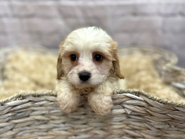 Cava Chon-DOG-Male-BLENHEIM-15099-Petland Chillicothe, Ohio