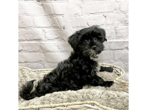 Morkie-DOG-Male-Black-15134-Petland Chillicothe, Ohio