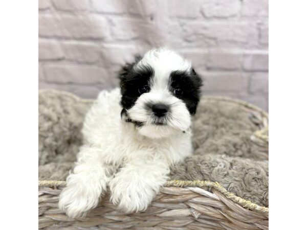 Teddy Bear DOG Male Black / White 15133 Petland Chillicothe, Ohio