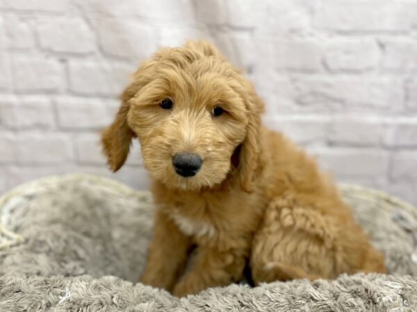 Goldendoodle DOG Female Golden 15132 Petland Chillicothe, Ohio