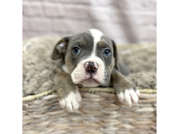 Olde English Bulldogge DOG Male Blue tri 15131 Petland Chillicothe, Ohio