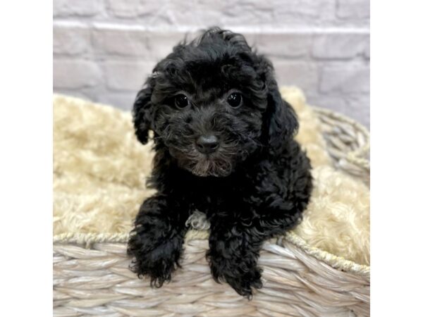 Miniature Poodle DOG Male BLK WH 15130 Petland Chillicothe, Ohio