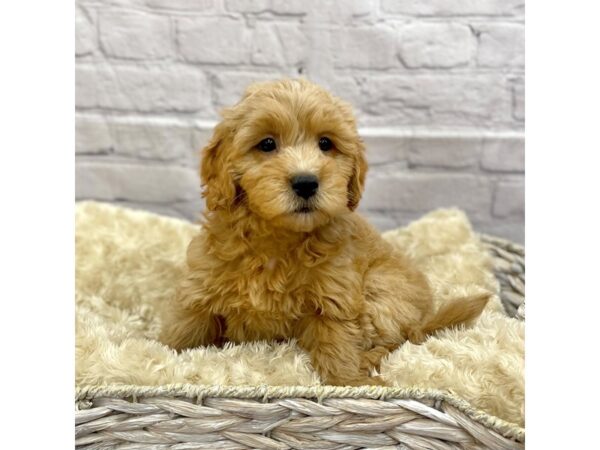 F1 B Mini Goldendoodle-DOG-Female-Red-15128-Petland Chillicothe, Ohio