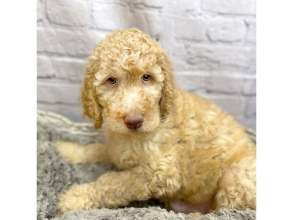 Poodle DOG Male Red 15127 Petland Chillicothe, Ohio