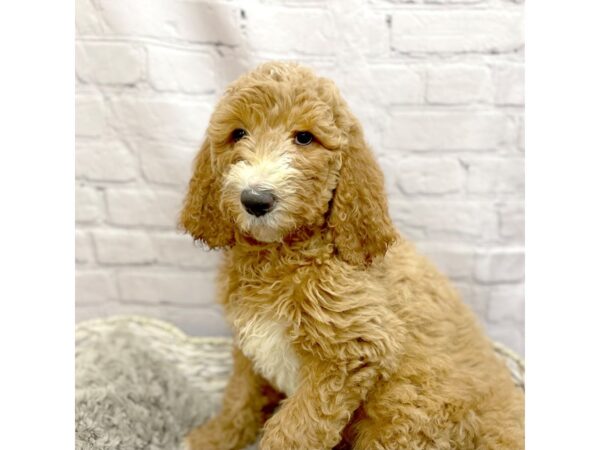 F2 ST Goldendoodle DOG Female Apricot 15126 Petland Chillicothe, Ohio