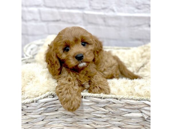 Cavapoo DOG Female Red 15125 Petland Chillicothe, Ohio