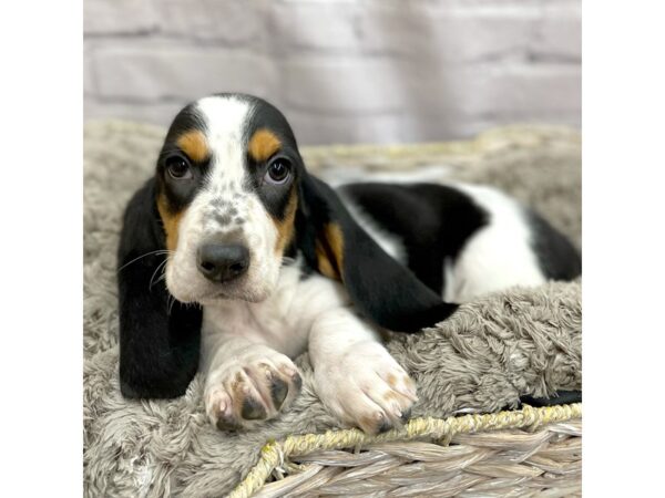 Basset Hound DOG Female Black Tan / White 15123 Petland Chillicothe, Ohio