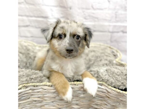 Miniature Australian Shepherd DOG Male Blue Merle 15122 Petland Chillicothe, Ohio