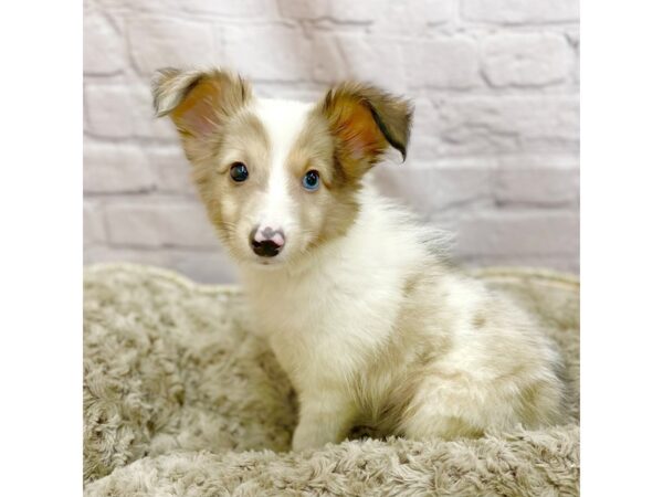 Shetland Sheepdog DOG Male Sable / White 15121 Petland Chillicothe, Ohio