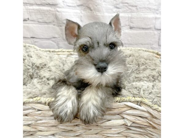 Miniature Schnauzer DOG Male Salt / Pepper 15120 Petland Chillicothe, Ohio