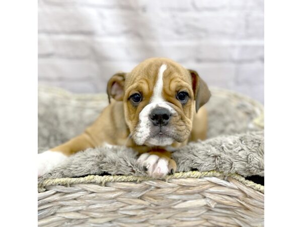 Bulldog DOG Female Red 15118 Petland Chillicothe, Ohio