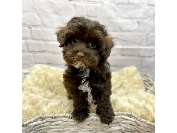 Havanese DOG Male chocolate 15114 Petland Chillicothe, Ohio