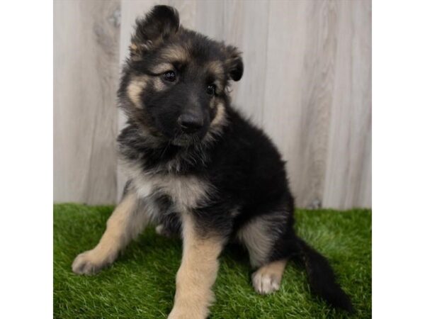 German Shepherd Dog DOG Female Black / Tan 15139 Petland Chillicothe, Ohio