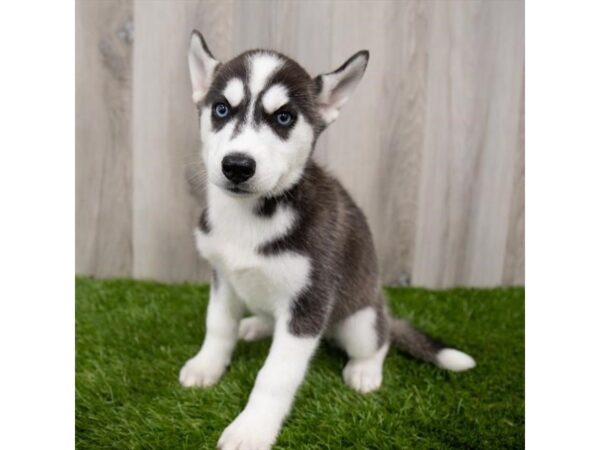 Siberian Husky DOG Female Black / White 15135 Petland Chillicothe, Ohio