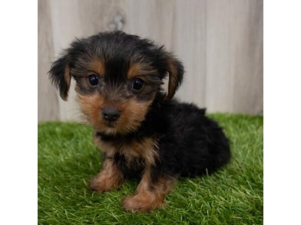 Yorkshire Terrier DOG Female Black / Tan 15136 Petland Chillicothe, Ohio