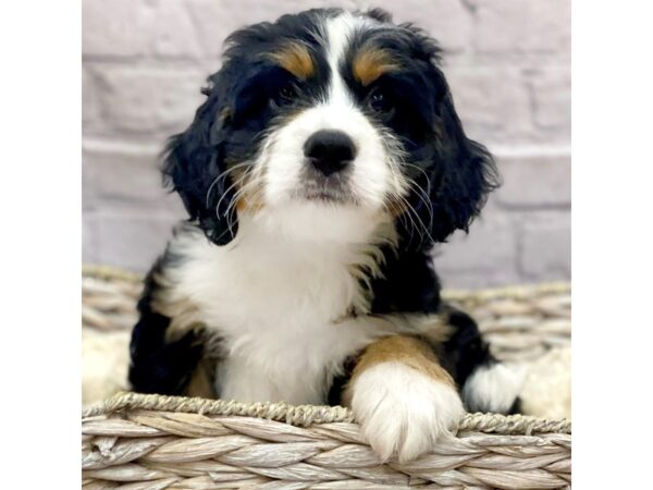 Mini Bernadoodle DOG Female Black, White, Rust 15147 Petland Chillicothe, Ohio