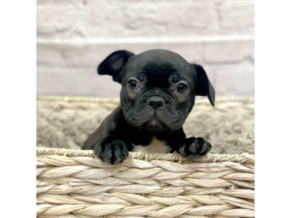 Frenchton-DOG-Female-Black-15149-Petland Chillicothe, Ohio