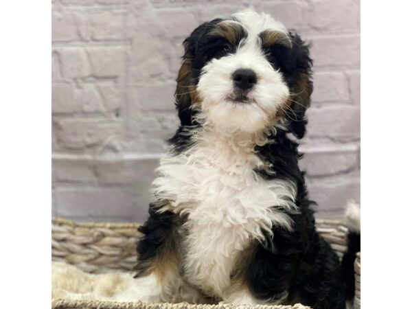 Mini Bernadoodle DOG Male Black, White, and Rust 15146 Petland Chillicothe, Ohio