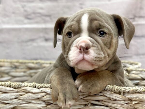 Old English Bulldog DOG Female LILAC TRI 15145 Petland Chillicothe, Ohio