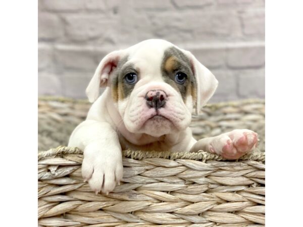 Old English Bulldog-DOG-Female-LILAC MERLE-15141-Petland Chillicothe, Ohio