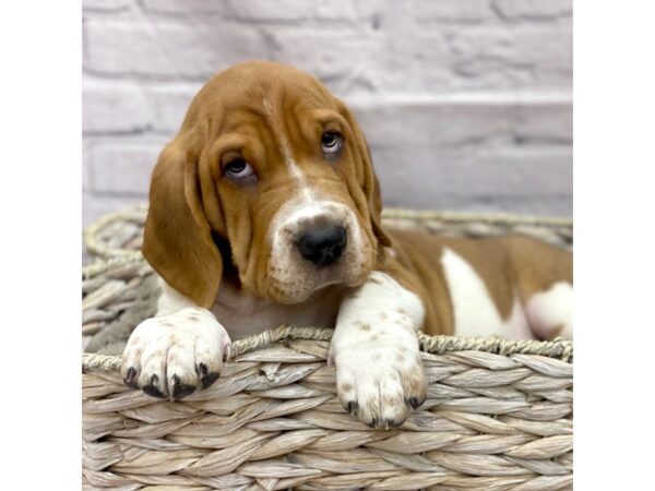 Walrus-DOG-Male-Mahagnany & White-15140-Petland Chillicothe, Ohio