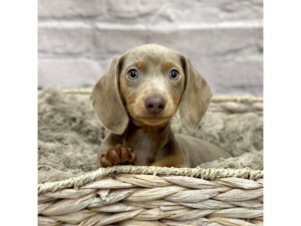 Dachshund DOG Female Black / Tan 15138 Petland Chillicothe, Ohio