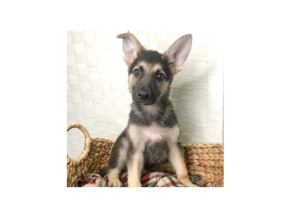 German Shepherd Dog DOG Male Black / Tan 15226 Petland Chillicothe, Ohio